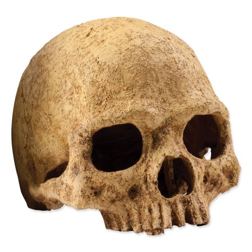 Декорация EXO TERRA човешки череп 1 брой